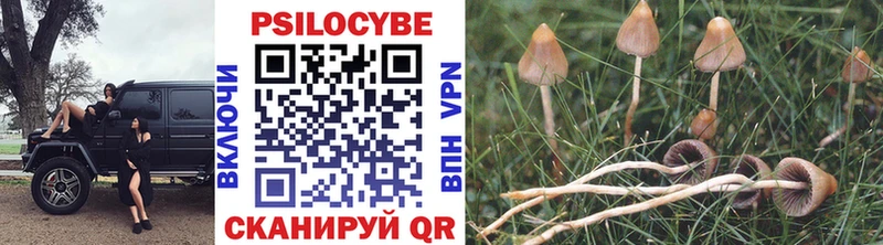 купить закладку  Шебекино  Псилоцибиновые грибы MAGIC MUSHROOMS 